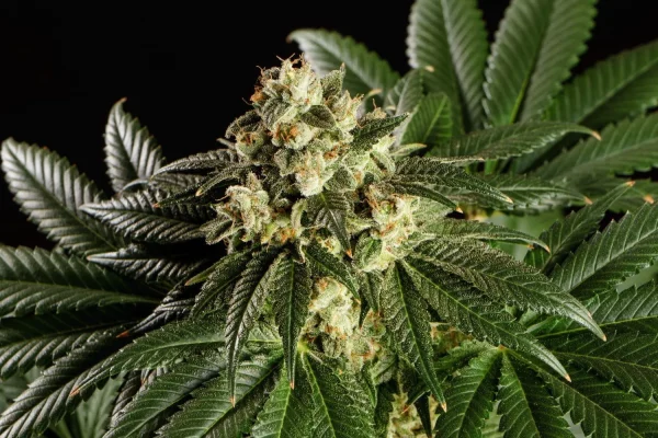 Dream Sherbet Strain with sugar-like trichomes and dense, colorful buds.