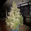Tall Durban Dew cannabis plant with dense buds and green leaves, growing indoors in a blue container
