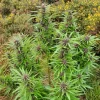 Outdoor Durban Dew cannabis plant with vibrant green leaves and purple buds, set against natural foliage