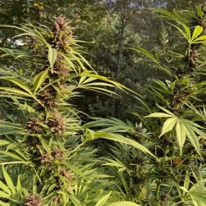 Durban Dew cannabis plants in an outdoor setup, displaying green leaves and purple-tinted buds in a lush forest setting