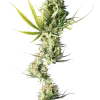 Tall and elegant Durban strain buds, covered in sticky trichomes and vibrant green hues.
