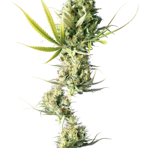 Tall and elegant Durban strain buds, covered in sticky trichomes and vibrant green hues.