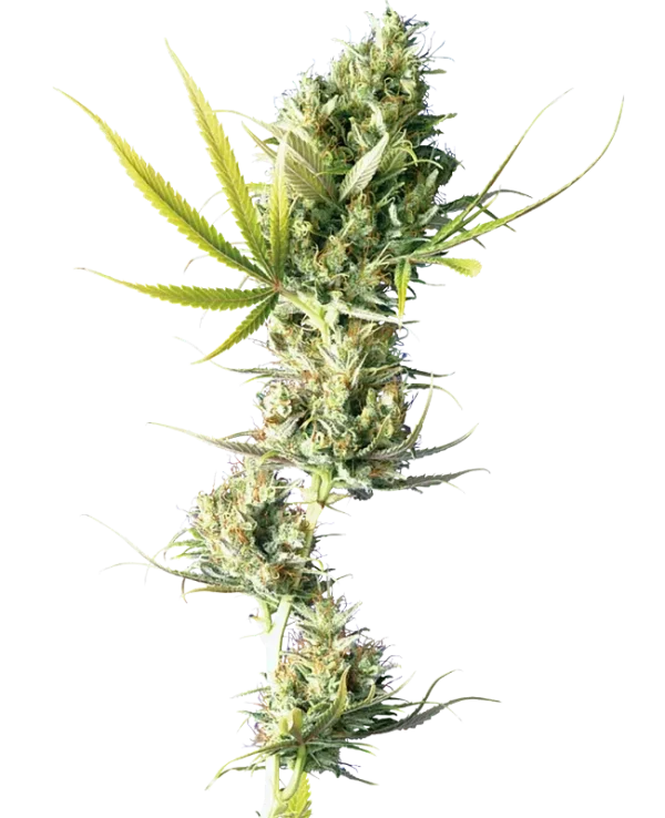 Tall and elegant Durban strain buds, covered in sticky trichomes and vibrant green hues.