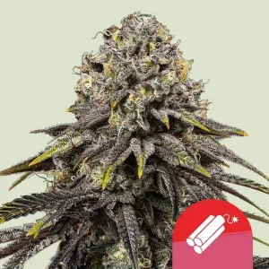 Dynamite Diesel Strain featuring dense buds with rich, deep purple hues covered in frosty trichomes.