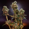 A close-up of Dynamite Diesel Strain's frosty, resinous buds showcasing a robust structure and color