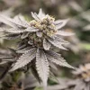 Mature Dynamite Diesel Strain plants displaying their bushy growth and heavily trichome-covered leaves
