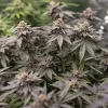An indoor cultivation of Dynamite Diesel Strain with multiple plants showing off their potent, dense flowers.