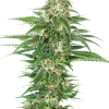 Early Skunk Auto strain plant with compact, frosty buds and dark green leaves.