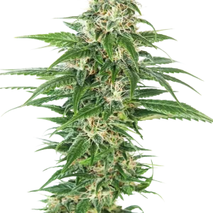 Early Skunk Auto strain plant with compact, frosty buds and dark green leaves.