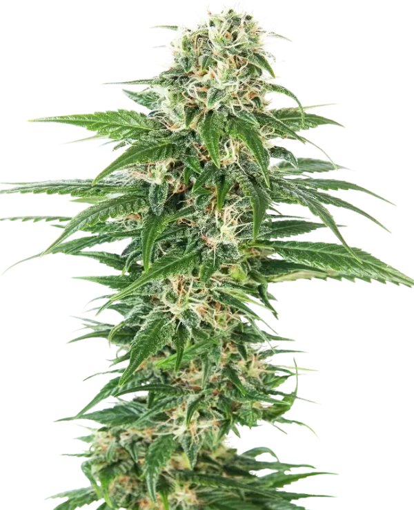 Early Skunk Auto strain plant with compact, frosty buds and dark green leaves.