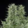 Tall, structured Easy Bud Auto Strain plant with resinous buds against a dark background.