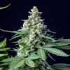 Robust Easy Bud Auto Strain plant displaying thick, frosty buds and broad green leaves.