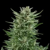 Easy Bud Auto Strain plant with compact buds in an indoor grow setup, surrounded by lush foliage.