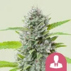 Close-up of the dense, resinous buds of the El Patron Strain with lush green leaves.
