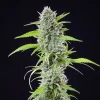 Side view of a tall, leafy El Patron Strain plant with prominent colas.