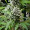 Frosty buds on the El Patron Strain, showcasing its compact and sticky trichomes.