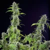 Multiple El Patron Strain plants, displaying bushy foliage and healthy flowering tops.