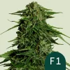 Close-up of Epsilon F1 Auto Strain, showcasing dense green buds covered in trichomes.