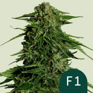 Close-up of Epsilon F1 Auto Strain, showcasing dense green buds covered in trichomes.