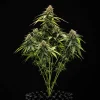 Epsilon F1 Auto Strain plant growing indoors, exhibiting robust branches and compact bud structure.