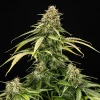 Main cola of Epsilon F1 Auto Strain, with lush foliage and resin-rich buds.