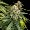 Epsilon F1 Auto Strain flowering in an indoor setup, displaying vibrant green and frosty buds.