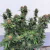 Euforia cannabis plant with multiple buds and green foliage, growing outdoors against a white wall