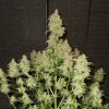 Euforia cannabis plant with dense buds and green leaves in an indoor setup with a dark background