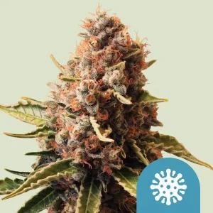 Euphoria CBD Strain showcasing dense buds covered in resin and vibrant pistils against a soft green background