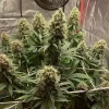 Indoor Euphoria CBD Strain plants, with multiple chunky colas under controlled grow lights.