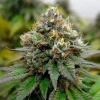 Close-up of a frosty Euphoria CBD Strain bud, featuring rich trichomes and earthy green hues.