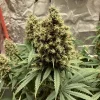 Robust Euphoria CBD Strain plant in an indoor grow setup, flaunting thick, resinous buds and vibrant leaves.