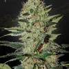 Exodus Cheese Auto strain buds, sparkling with resin and characterized by green shades and thin, amber pistils.