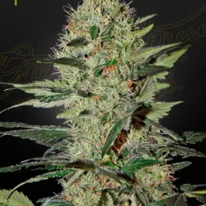 Exodus Cheese Auto strain buds, sparkling with resin and characterized by green shades and thin, amber pistils.