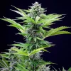 A striking profile of Fast Eddy CBD Strain, known for its mellow effects and vibrant foliage.
