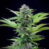 Close-up of the Fast Eddy CBD Strain plant, highlighting its soothing CBD-rich qualities.