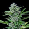 Lush greenery of the Fast Eddy CBD Strain, a high-CBD option with a relaxing effect.
