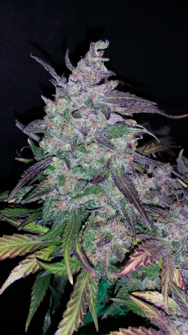Fastberry Auto buds with a mix of purple and green, dusted with trichomes, set against a dark background.