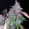 Fastberry Auto cannabis plant with purple leaves and dense buds coated in sparkling trichomes