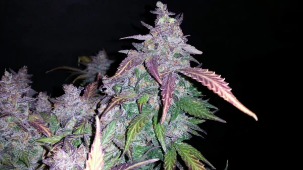 Fastberry Auto cannabis plant with purple leaves and dense buds coated in sparkling trichomes