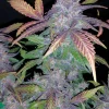 Vibrant Fastberry Auto buds featuring purple and green tones, highlighted by thick trichome coverage