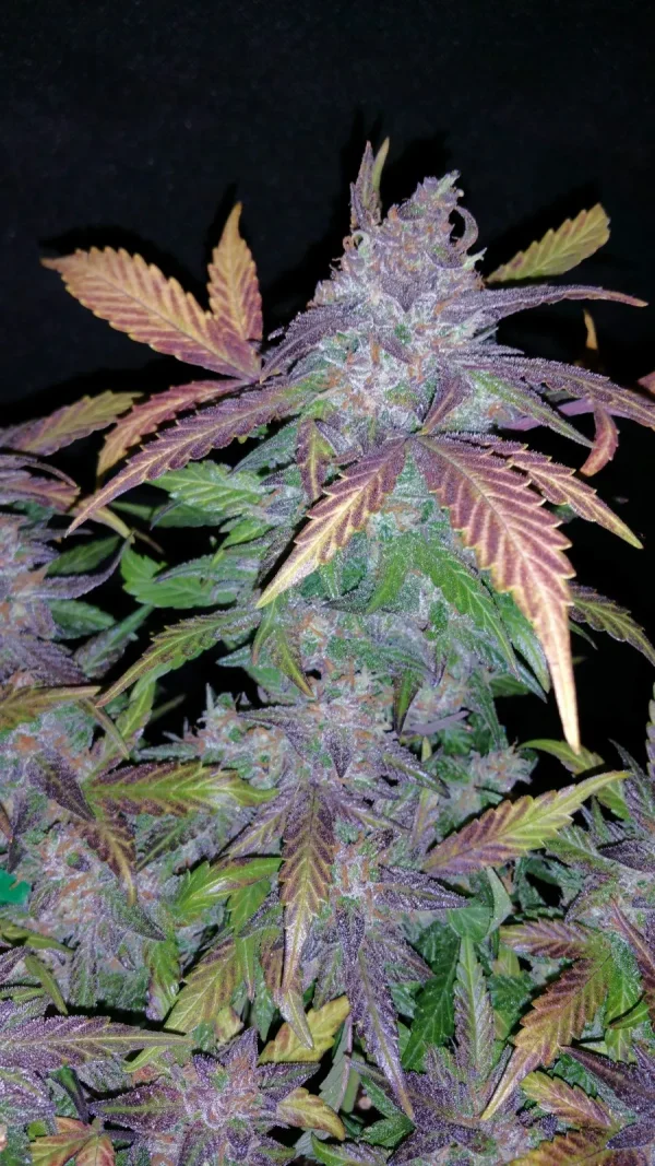 Vibrant Fastberry Auto buds featuring purple and green tones, highlighted by thick trichome coverage