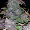 Close-up of Fastberry Auto buds with frosty trichomes and shades of purple, green leaves surrounding the dense flowers