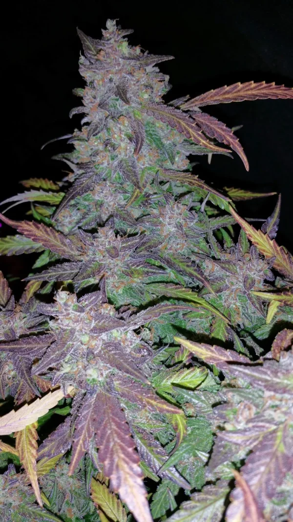 Close-up of Fastberry Auto buds with frosty trichomes and shades of purple, green leaves surrounding the dense flowers