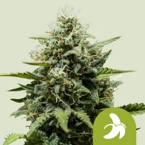 Fat Banana Auto Strain bud covered in resinous trichomes and displaying vibrant green hues.