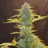 Tall Fat Banana Auto Strain plant thriving indoors, showcasing dense buds and lush leaves.