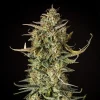 Close-up of a Fat Banana Auto Strain flower with sparkling trichomes and hints of yellow.