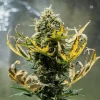Fat Banana Auto Strain plant with mature buds and slightly yellowing leaves under grow lights.