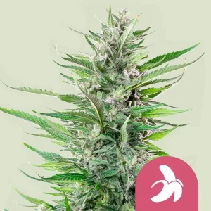 Dense buds covered in trichomes characterize the Fat Banana Strain, boasting a tropical aroma.