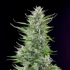 A tall and resinous plant showcasing the unique traits of the Fat Banana Strain in full bloom.